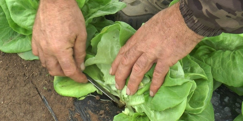 Šta je ovo na zelenoj salati: Kupci šokirani prizorom