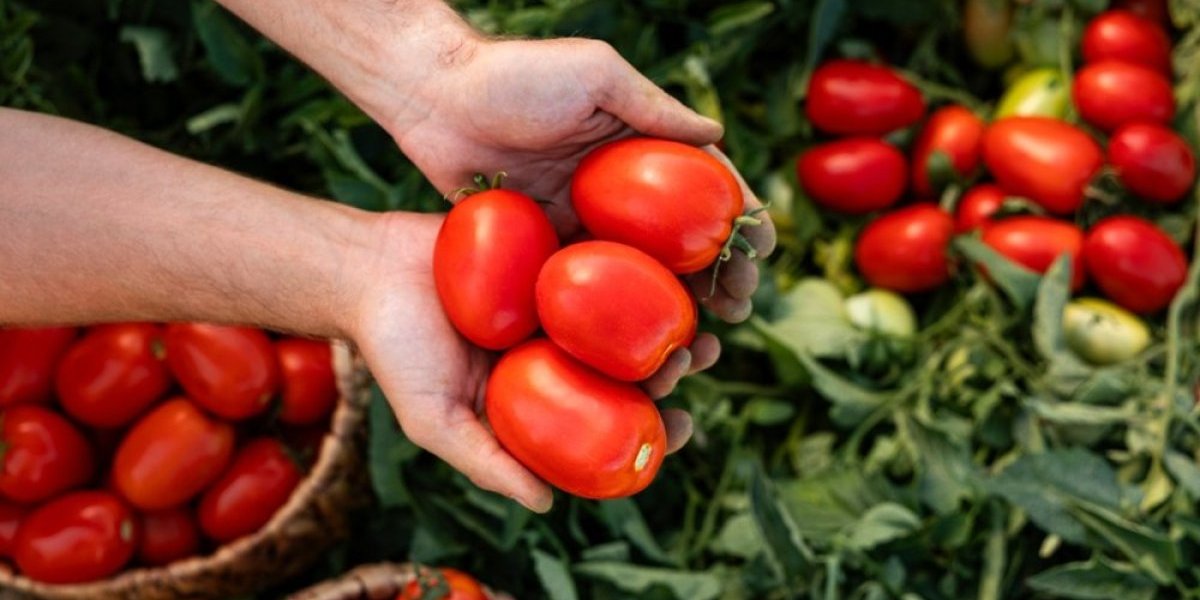 Nekada je paradajz bio ukusniji! Evo kako da i vi uzgojite najslađe plodove