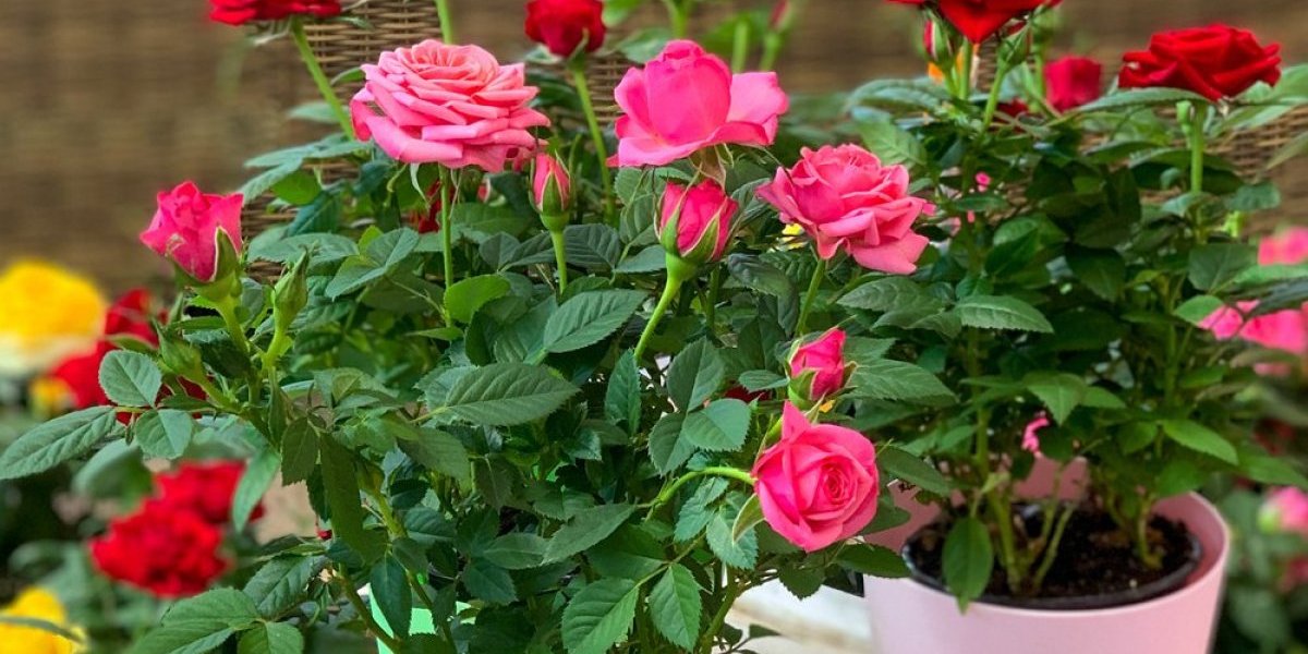 Oterajte dosadne mušice od cveća: Zabodite 1 stvar u zemlju i biljke će bujati kao lude