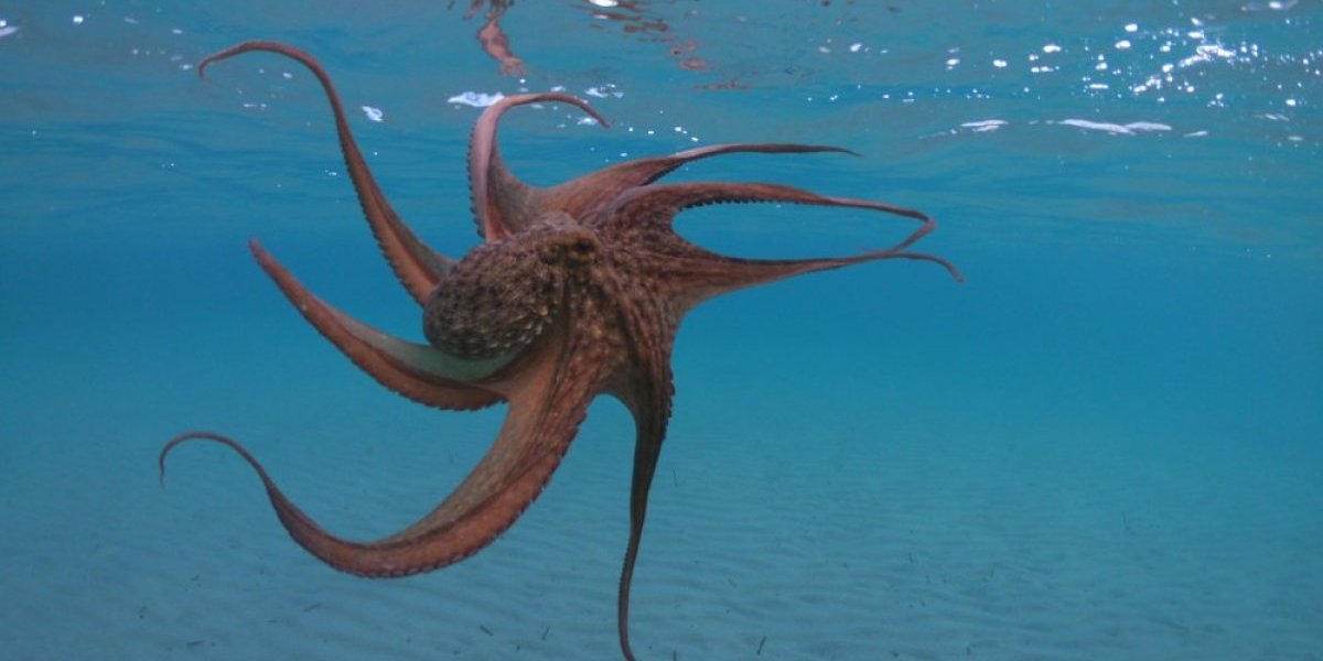 Šok u moru! Ronilac se približio hobotnici, a onda je nastala ljuta borba - jedva je spasao živu glavu (VIDEO)