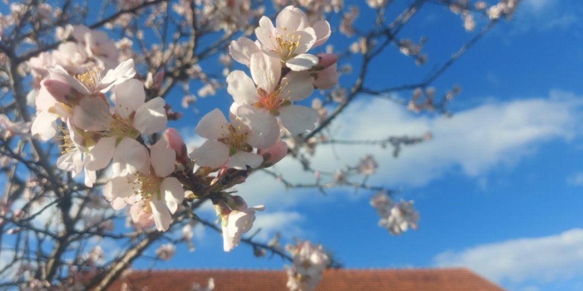 Šta bi s drvećem u Topoli? Obelelo ko da je sneg pao