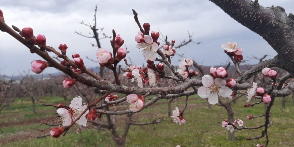 Voćari u čačanskom kraju na mukama: Samo im je ovo na pameti