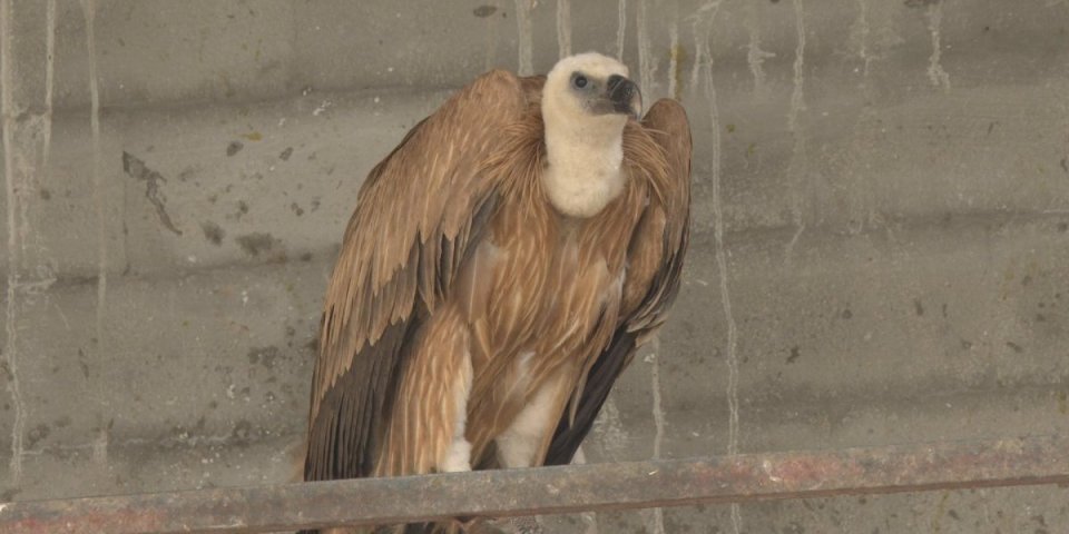 Izgubio se trag veličanstvenog beloglavog supa: Meštani se nadaju njegovom povratku