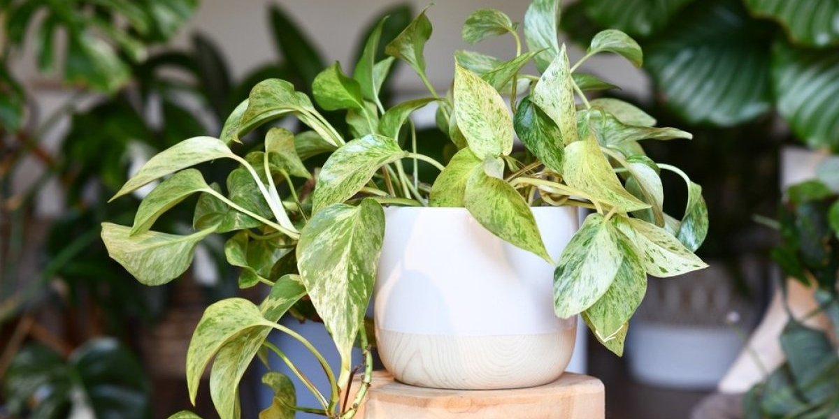 Cveće vam se suši? Ovo su greške koje možda pravite, odmah proverite