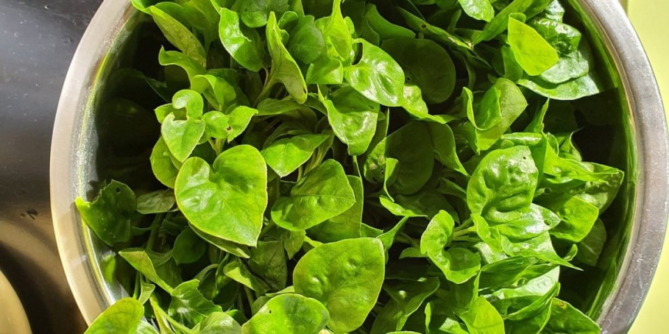 Hipokratova zaboravljena biljka: Energetska bomba - faraoni su je davali robovima svakog dana