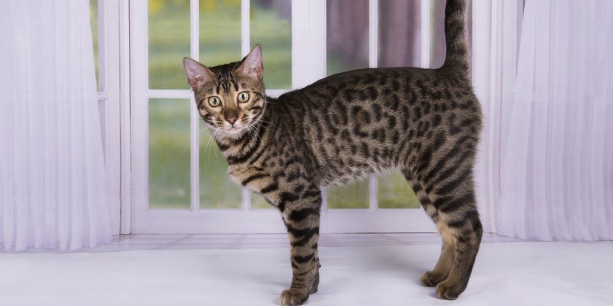 Mačka manekenka nasmejala milione! Video eksplodirao na mrežama - kao da je osvojila modnu pistu (VIDEO)