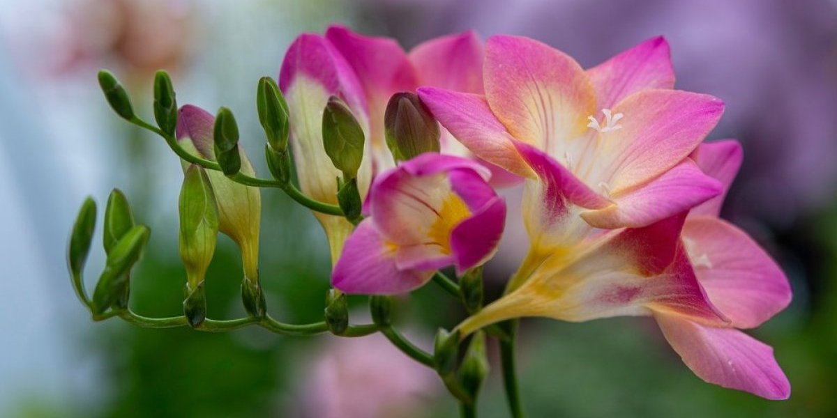 Sadi se u aprilu, a cveta tokom celog leta! Čaroban cvet koji se lako održava - 1 stvar je ključna (FOTO)