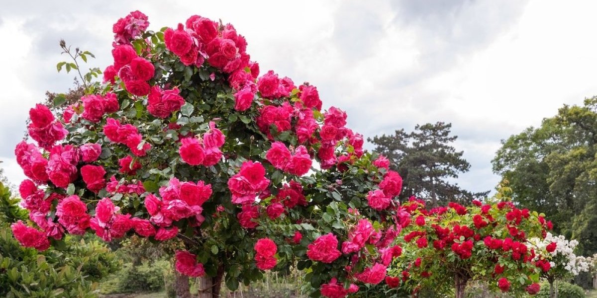 4 prekrasne biljke za kraljevsko dvorište! Zasadite ih na proleće i krasiće baštu do jeseni (FOTO)