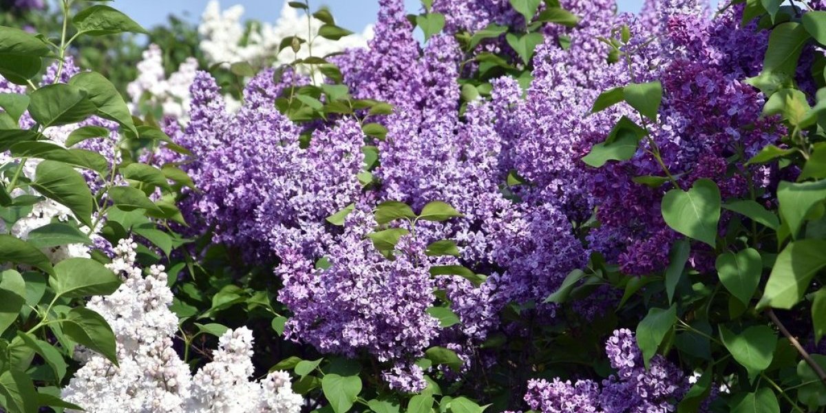 Mirisni jorgovan ima posebnu simboliku! Ljubičasti i beli se poklanjaju u određenim prilikama - evo zbog čega