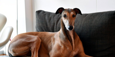 Ne moraju svi psi biti beskrajno energični i spremni za igru od jutra do večeri. Ako tražite odanog, mirnog i nenametljivog ljubimca koji će sa uživanjem dremati pored vas dok radite ili gledate seriju, pet rasa savršeno odgovaraju toj ulozi.