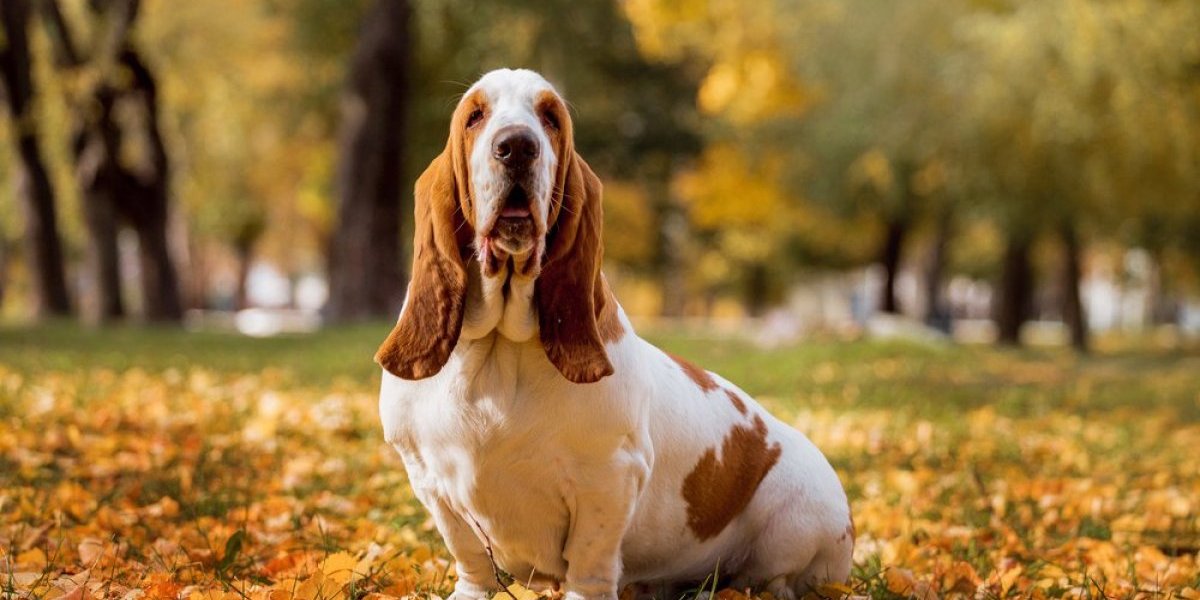 6 rasa pasa idealnih za zauzete vlasnike: Vole samoću i ne traže konstantnu pažnju (FOTO)
