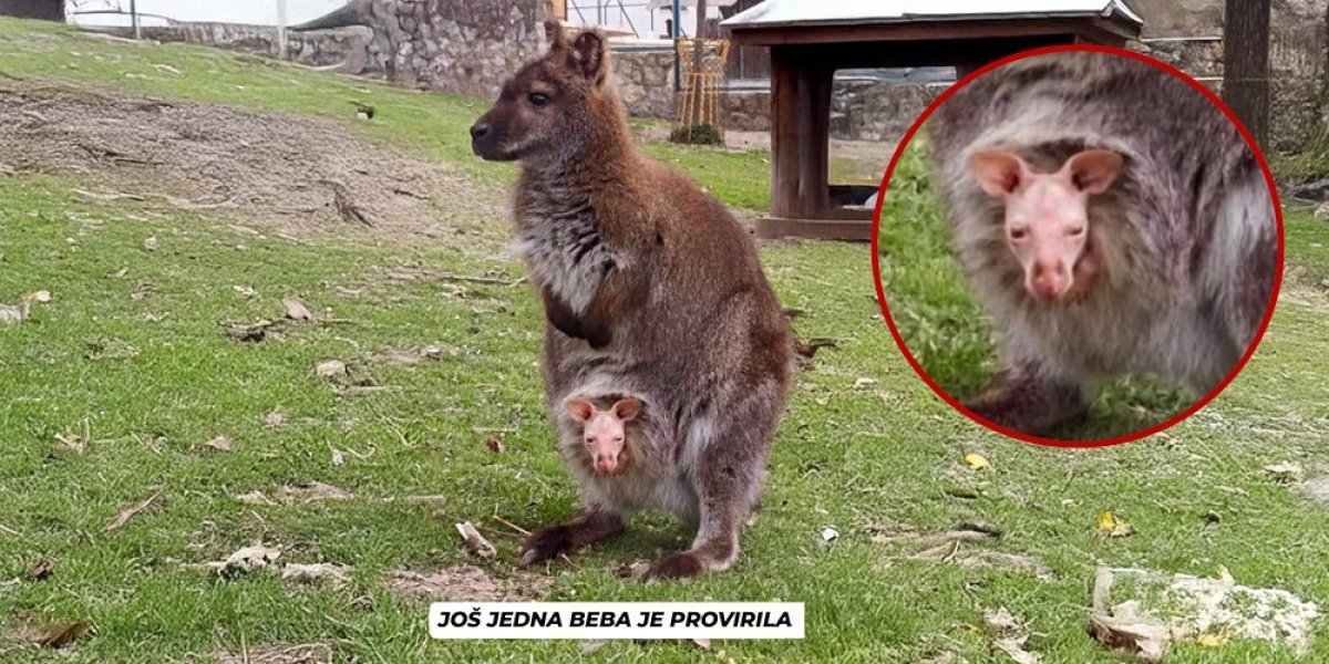 Da li je ovo fotomontaža? Zbunjujući prizor iz zoološkog vrta