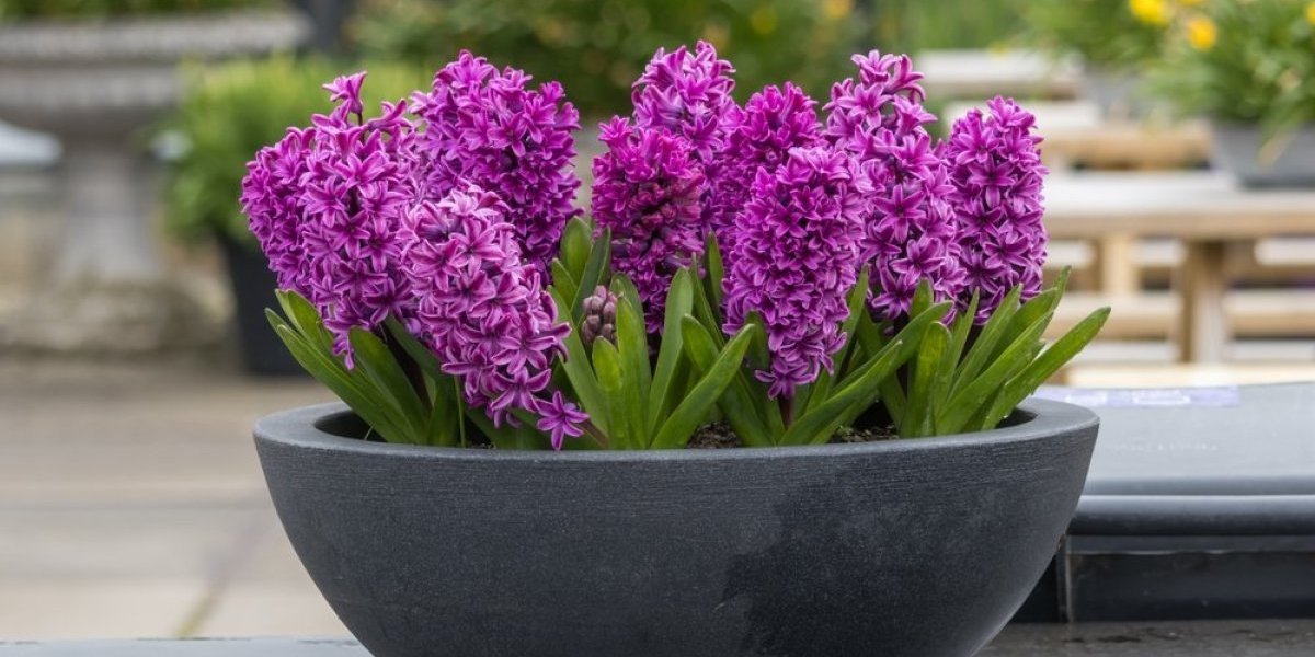 Zumbul će ulepšati svaku baštu! Sadi se u aprilu, a jedna stvar je ključna kako bi cvetao kao lud