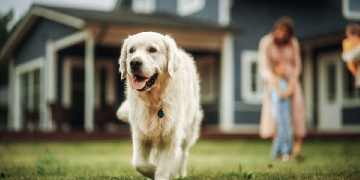 Ovo slama srce! Pas iz azila pronašao dom - pogledajte šta je prvo uradio u njemu (VIDEO)