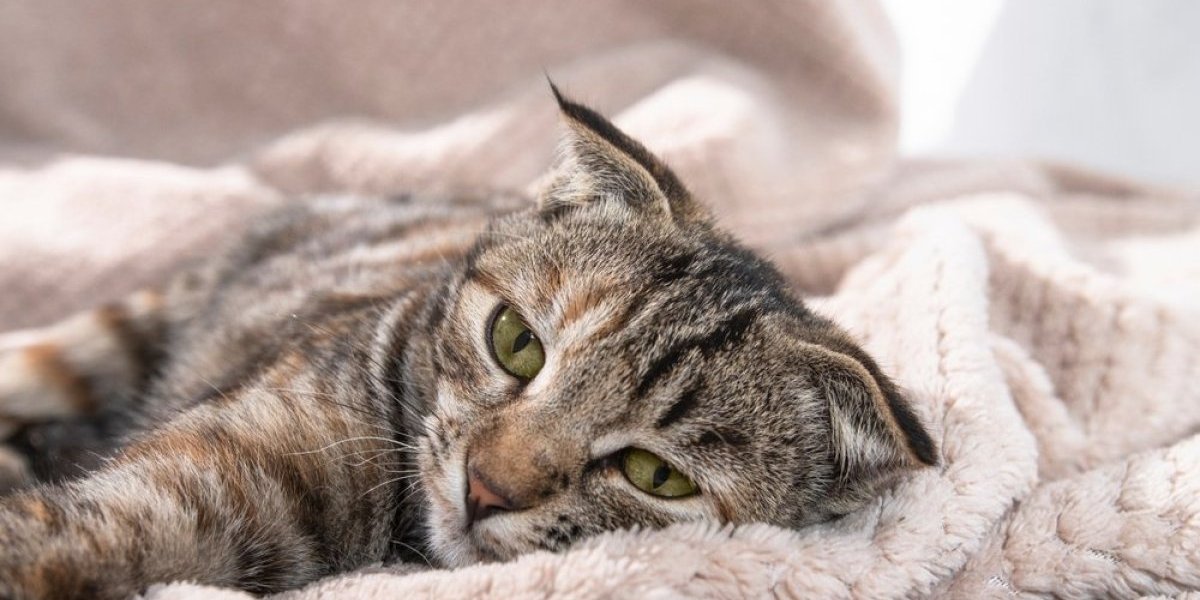 Ljudi ne mogu da dođu sebi od šoka! Svi poginuli, a mačka preživela pad od 115 metara