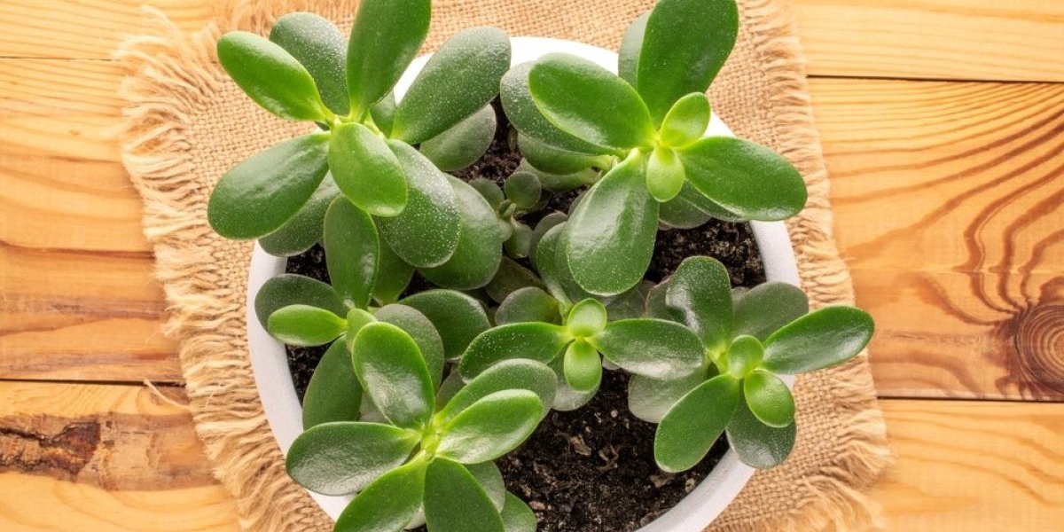 Pare će se lepiti za vas! Evo gde da stavite drvo novca kako biste privukli bogatstvo i obilje