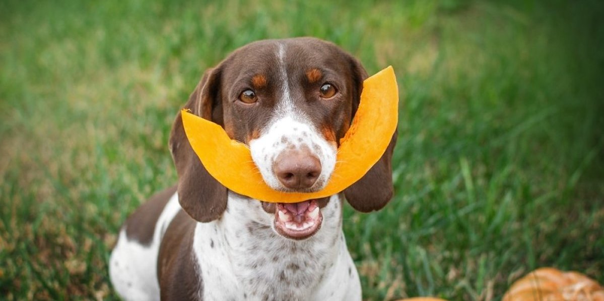 Izvor zdravlja za pse! Veterinarka iznenadila savetom - 1 namirnica je odlična za vašeg ljubimca