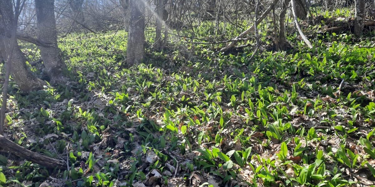 Zdrava zarada: U selima oko Vranja pomama za ovom biljkom! I na pijaci ide kao alva