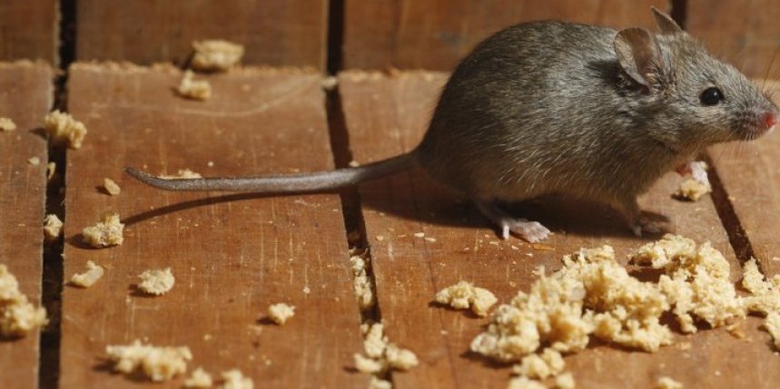 Jedan znak otkriva da imate miševe u kuhinji! Ako ga primetite, preduzmite mere odmah