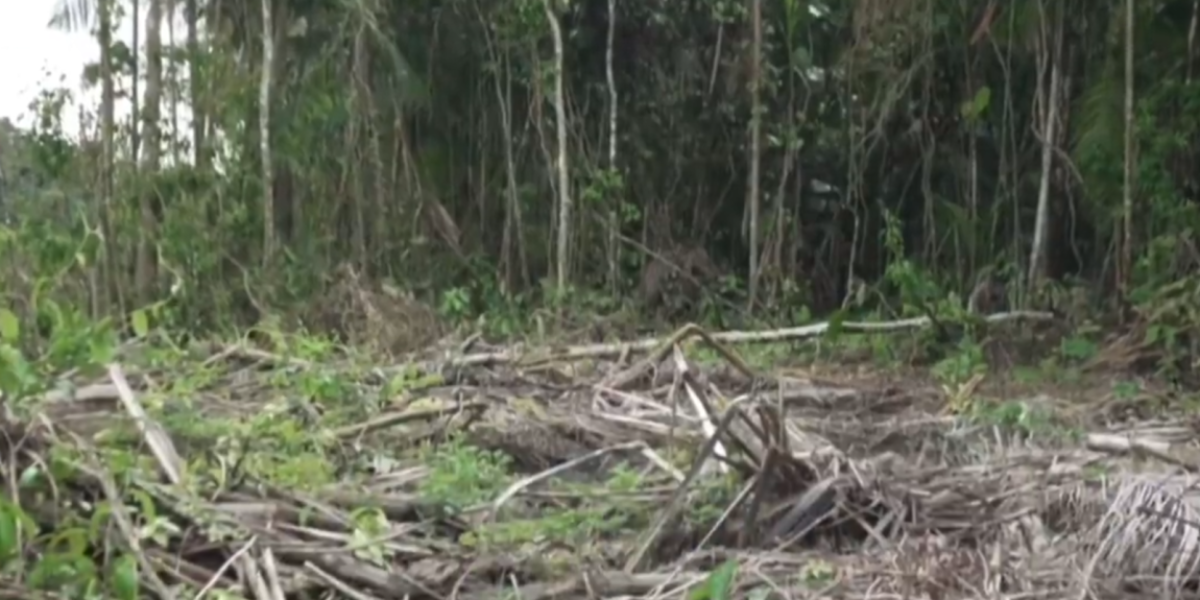 (VIDEO) Sateliti snimili frapantan prizor u Amazoniji! Šta se ovo pojavilo u srcu prašume?!