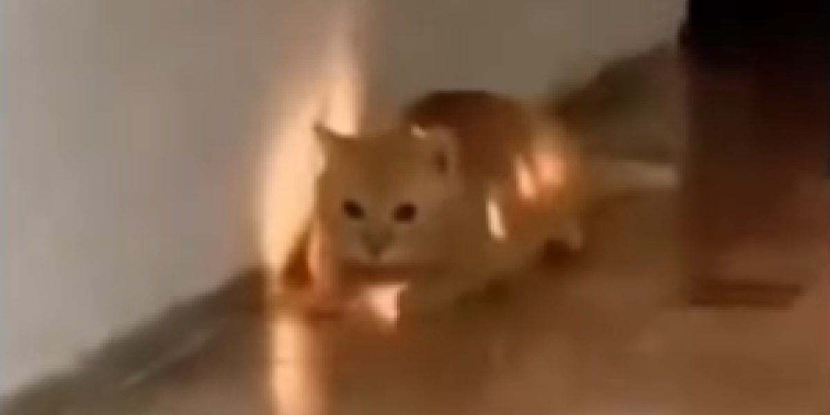 Bizarni snimak mačke koja svetli širi se mrežama! Vide joj se rebra i organi iznutra - gledaoci u šoku (VIDEO)