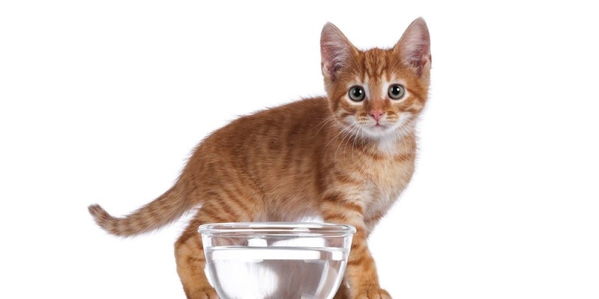 Kamera snimila sve! Pogledajte šta je uradila mačka - vlasnica zinula od čuda (VIDEO)