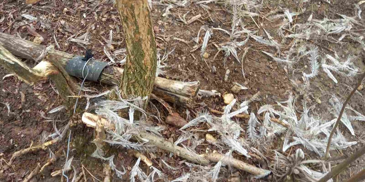 Pustoš u zoo-vrtu! Čopor pasa dokusurio životinje