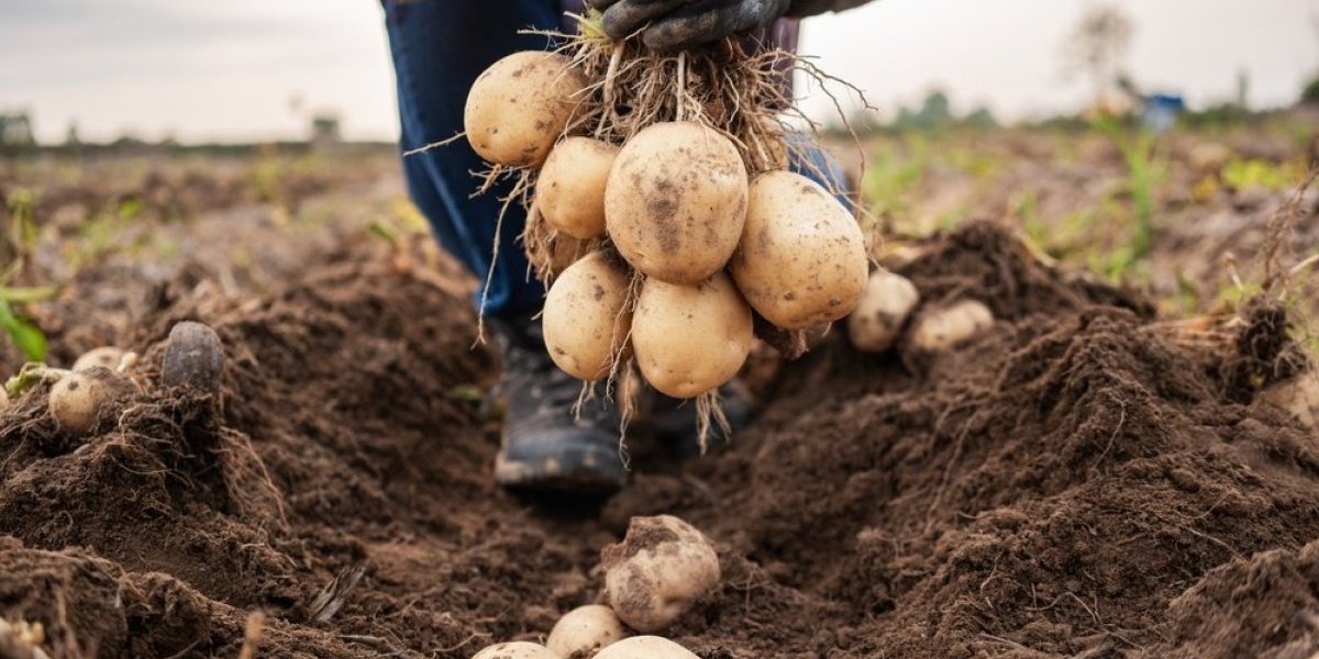 Rešenje za suzbijanje krompirove zlatice - Informer.rs