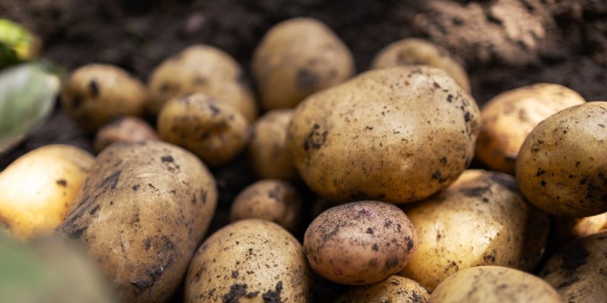 Jedan krompir da nahrani pola sela: Rodilo čudo u Zoranovoj bašti (FOTO)