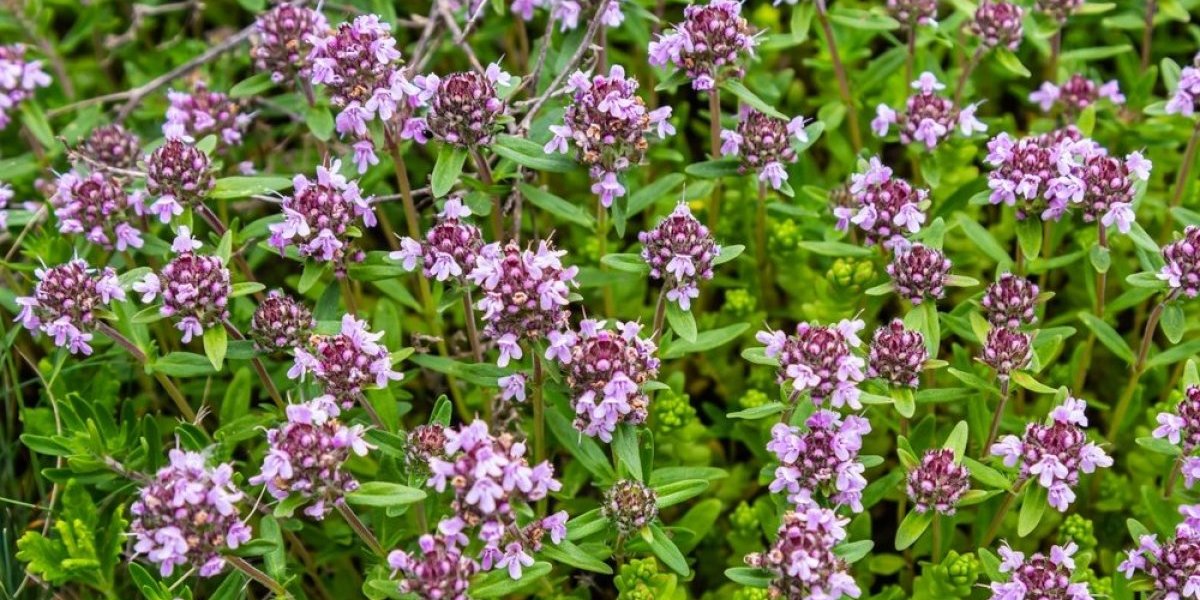 Aromatična biljka koja je neprocenjiva za zdravlje! Posadite je u aprilu i imaćete najlepšu terasu ovog proleća