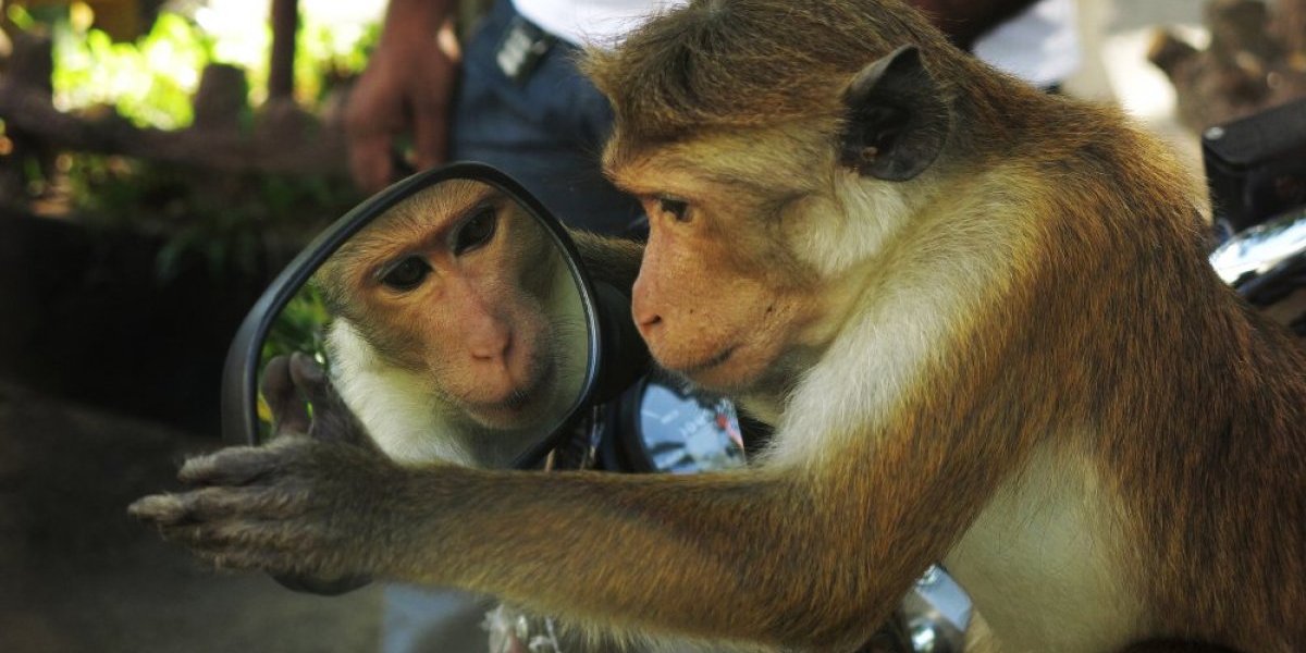 Plakanje od smeha! Ovako izgleda kada životinje prvi put ugledaju svoj odraz u ogledalu (VIDEO)