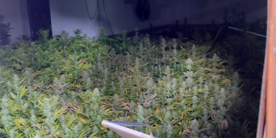 Policija u Beogradu u saradnji sa Višim јavnim tužilaštvom u Beogradu, uhapsila je I. I. (51), zbog postoјanja osnova sumnje da јe izvršio krivično delo neovlašćena proizvodnja i stavljanje u promet opoјnih droga.