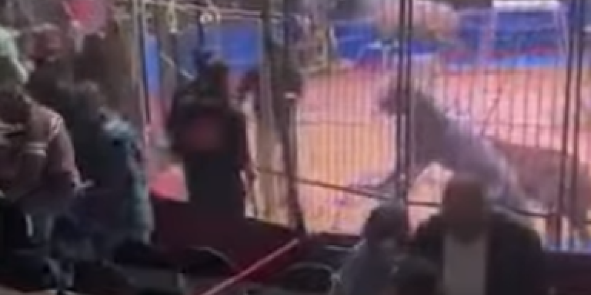 UZNEMIRUJUĆI VIDEO! Jeziv incident u cirkusu! Izveli lavove, a onda je trener napravio grešku koja ga je skupo koštala!