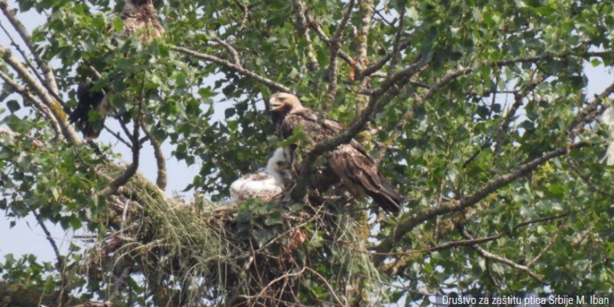 Tužna vest! Vlade više nema! Preleteo je više hiljada kilometara i pao!