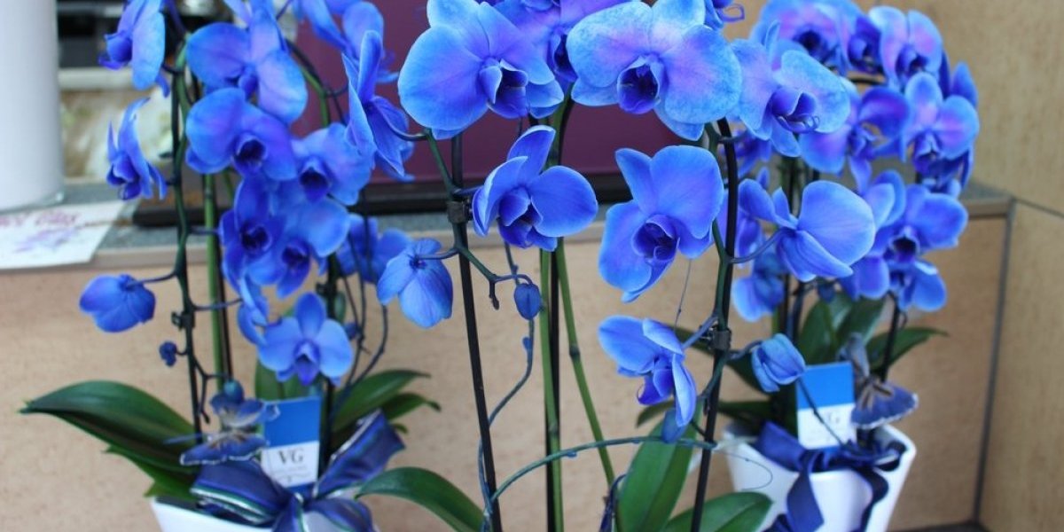 Zašto vaša orhideja ne cveta? Prestanite sa ovim greškama i gledajte kako buja