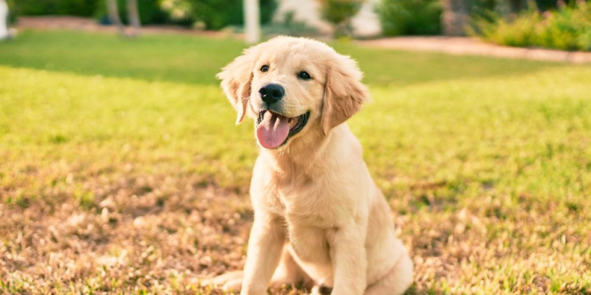 Kako bi vaš pas izgledao kao čovek?! Bizarni trend zaludeo svet (VIDEO)