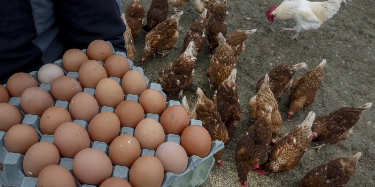 Bez jaja, ali sa kreativnim rešenjima: Šta će Amerikanci oslikavati ovog Vaskrsa? (FOTO)