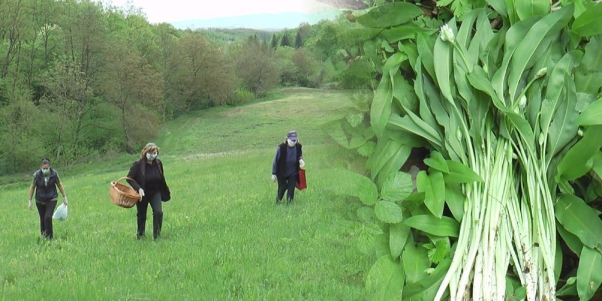 Leči mnoge bolesti, okrepljuje čak i medvede! Ova biljka ima specifičan miris i pravo je čudo prirode (FOTO)