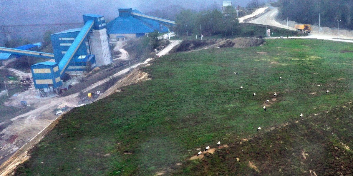 Šta će one ovde?! Neuobičajena straža iznad rudnika u Boru  (FOTO)