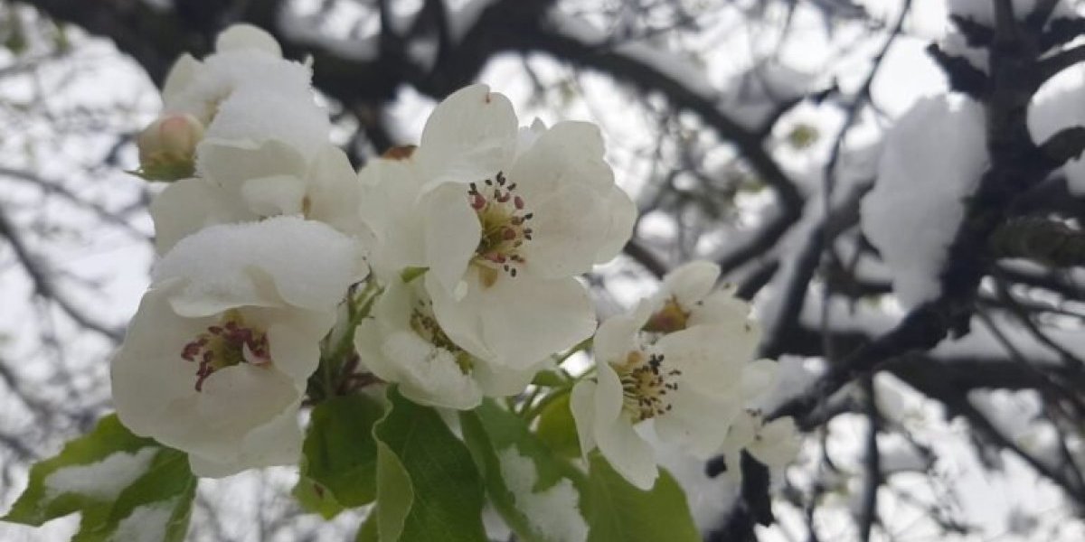 Lele, lele! Voćari se hvataju za glavu! Strahuju samo od ovog!