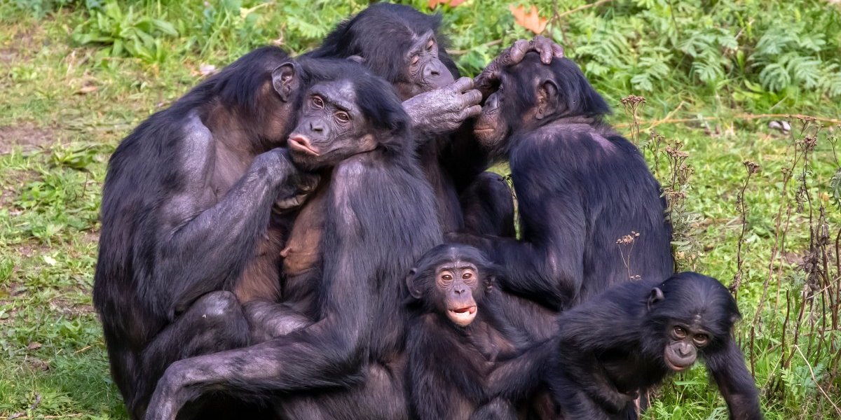 Šok otkriće zatreslo naučnu zajednicu! Kada ovo čujete, promenićete pogled na svet: Znate li šta majmuni rade...