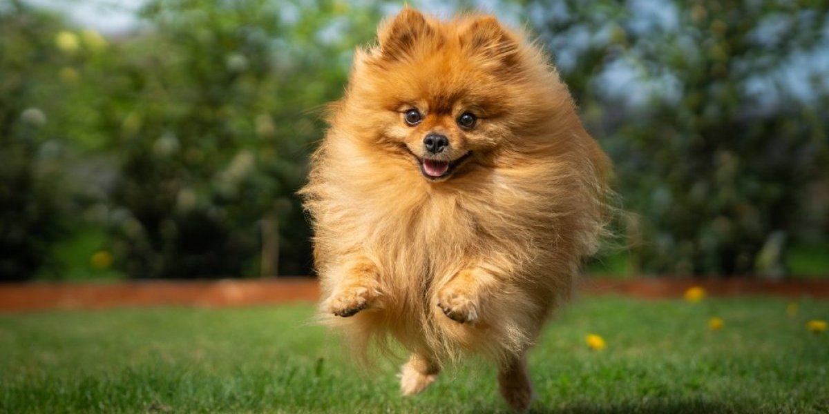 Najpopularnija rasa psa u Srbiji! Razdragan, veseo i odan, a decu obožava