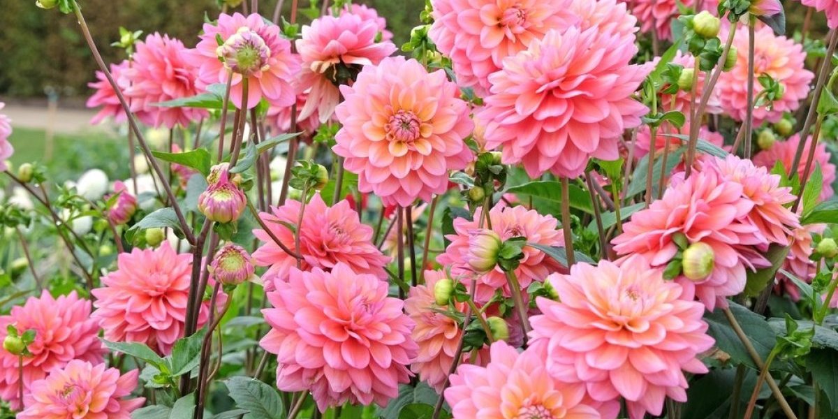 Dalija je najlepši letnji cvet - Obožava sunce, a krasiće baštu do kasne jeseni (FOTO)