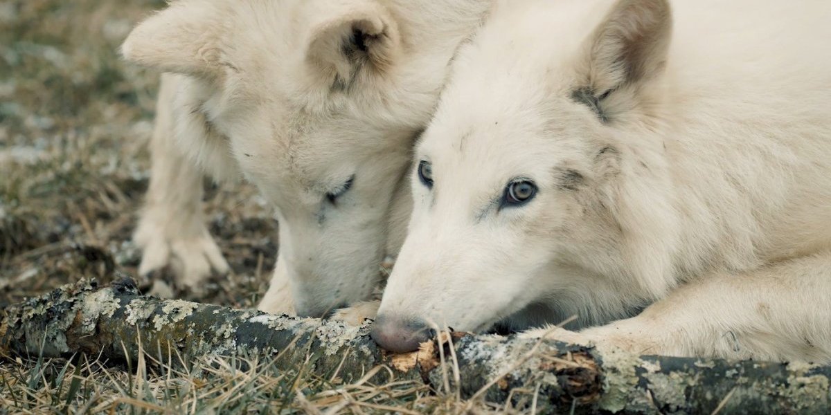 Naučnici oživeli izumrlu vrstu?! Evo šta kažu o jezovuku (FOTO)