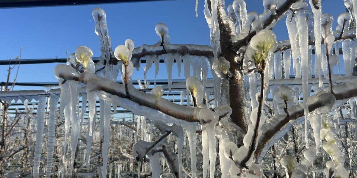 Nestvarni prizori iz Mačve: Voćnjak okovan ledom!