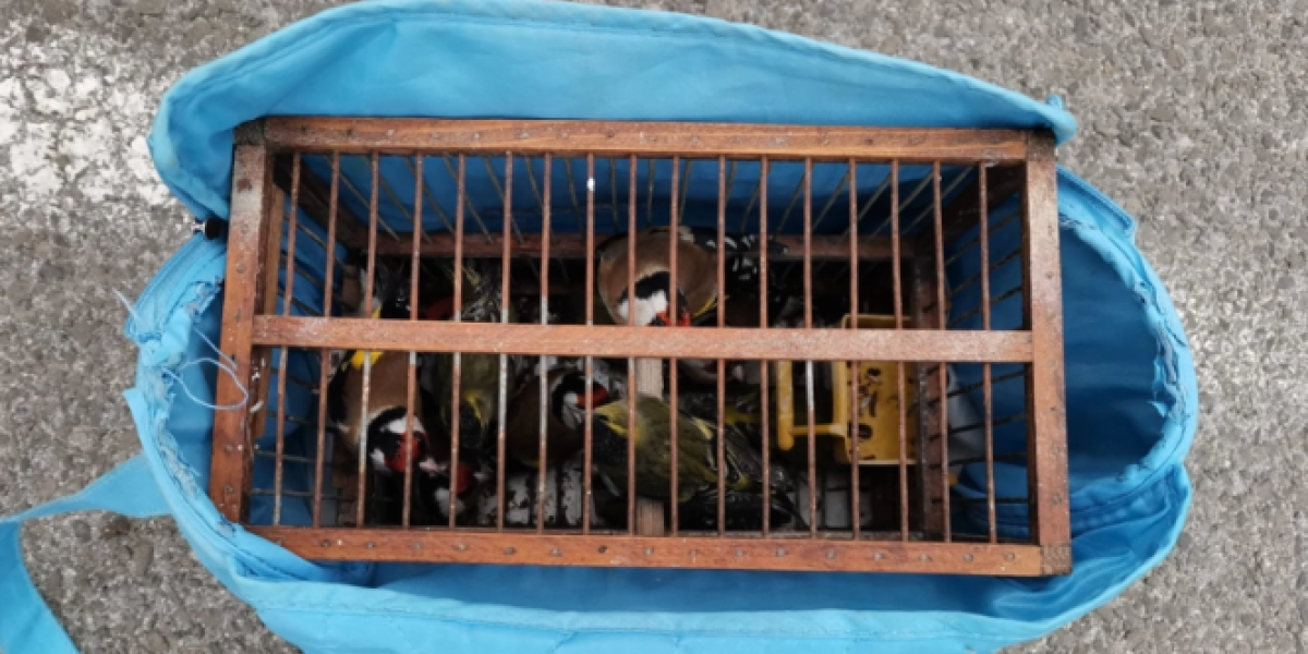 Nečuveno na jugu Srbije! Hvatali ptice pevačice na okrutan način! Evo šta im sledi