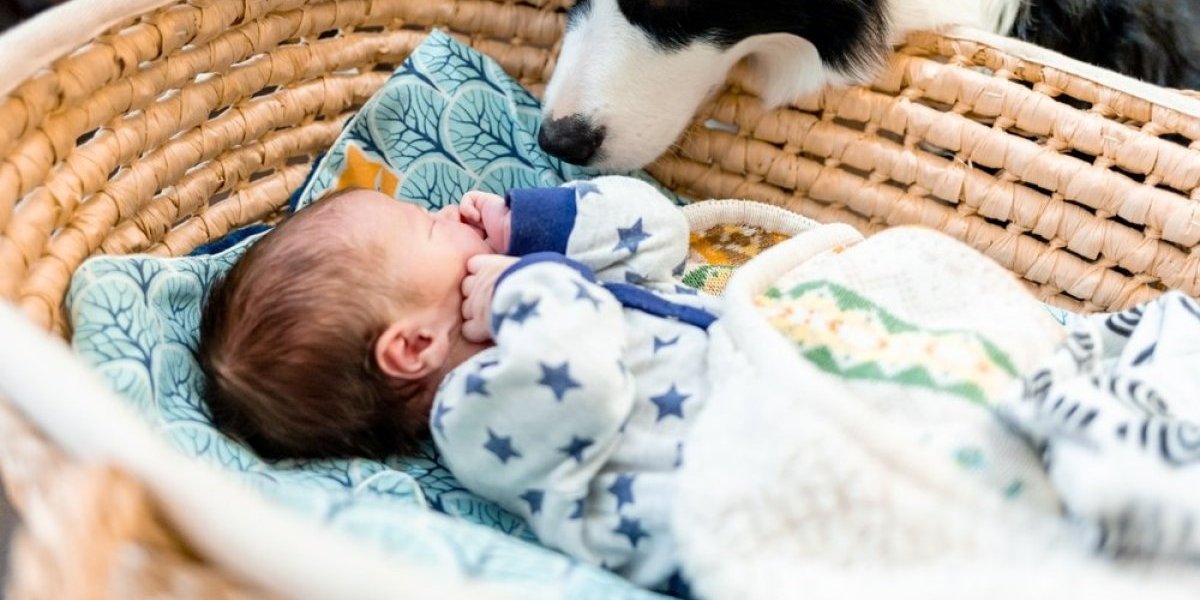 Tek usvojenog psa ostavili sa bebom u sobi! Ono što ih je probudilo u 3 ujutru bilo je jezivo (VIDEO)