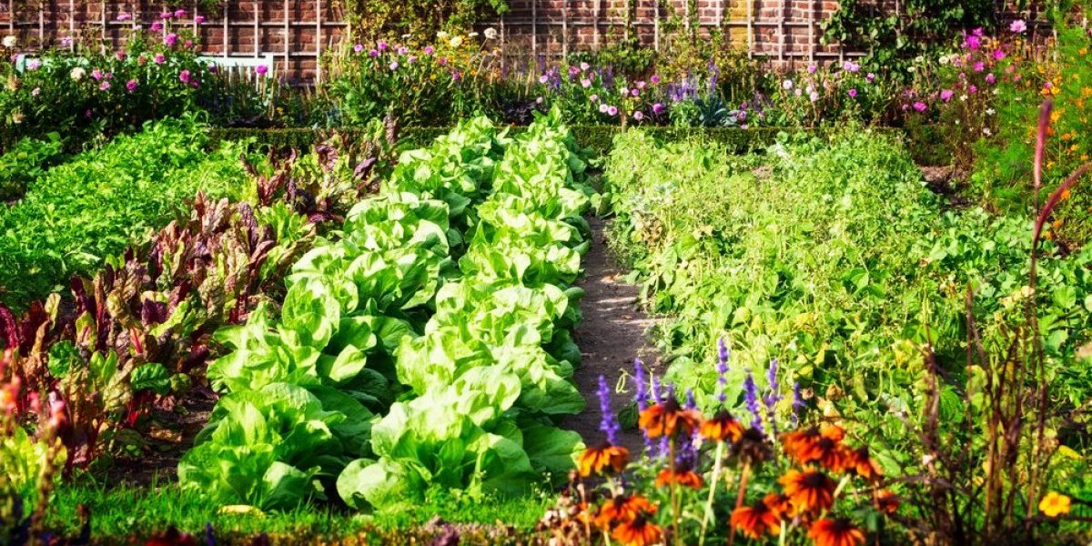 Sredstvo koje je spas za voće, povrće i cveće! Samo jedna kap je dovoljna da spreči gljivice i truljenje biljke