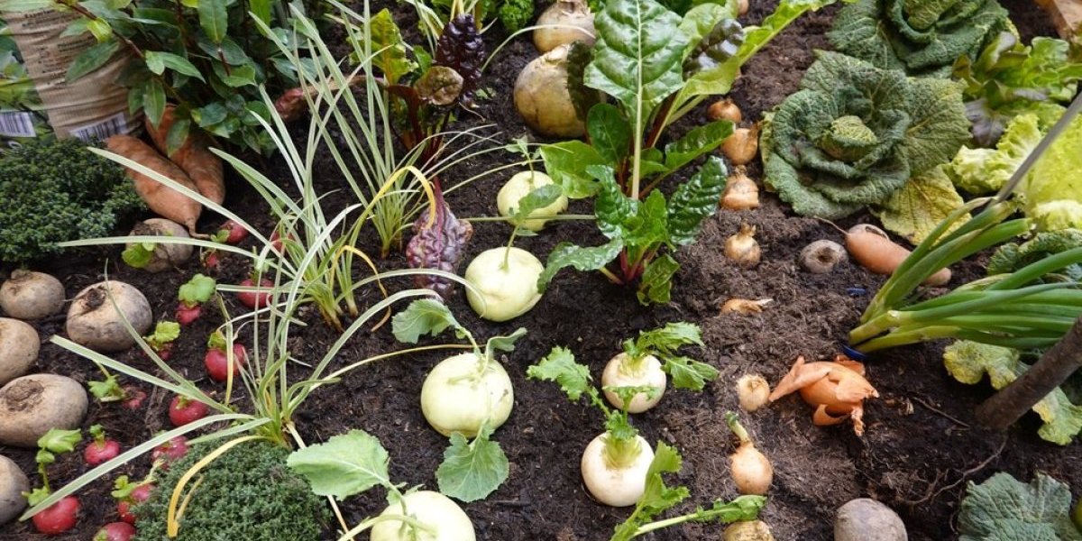 Prirodno đubrivo od 90 dinara čini čuda u bašti!  Pravi je dragulj za baštovane - prinos će biti fantastičan