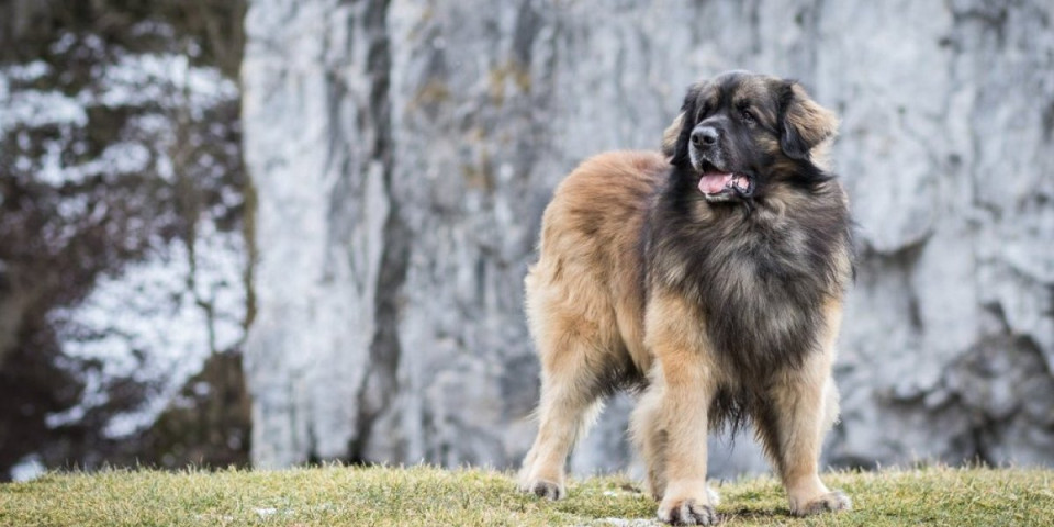 Preti joj tri godine zatvora! Aleksinčanka priznala da je otrovala pse i bacila ih u bunar - isplivali novi detalji (FOTO)